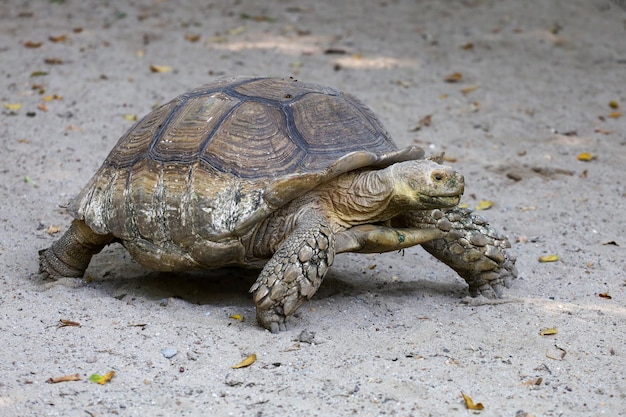 The big Sulcata tortoise is walking