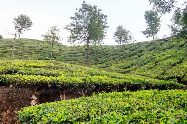 Photo big and sun green plantation of tea in india