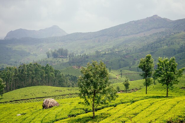 Big and sun green plantation of tea in India