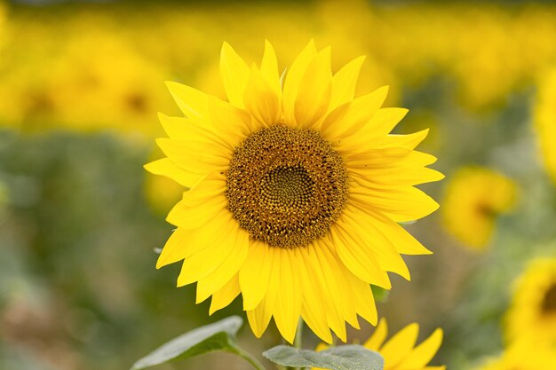 Big sunflower on the field close up