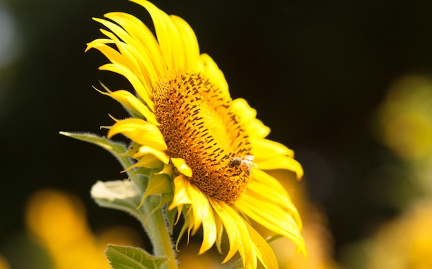 Photo big sunflower in the garden and blue sky thailand