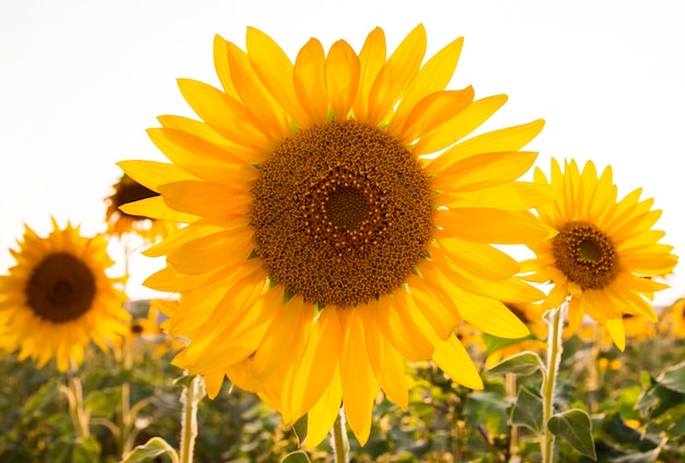 Big sunflower in sunflowers field at sunset