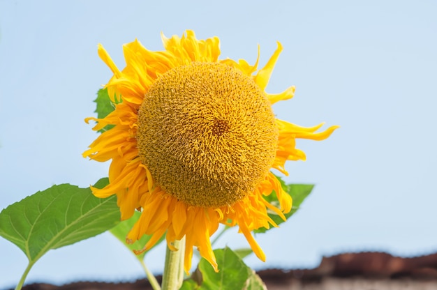 Big sunflowers on blue sky background