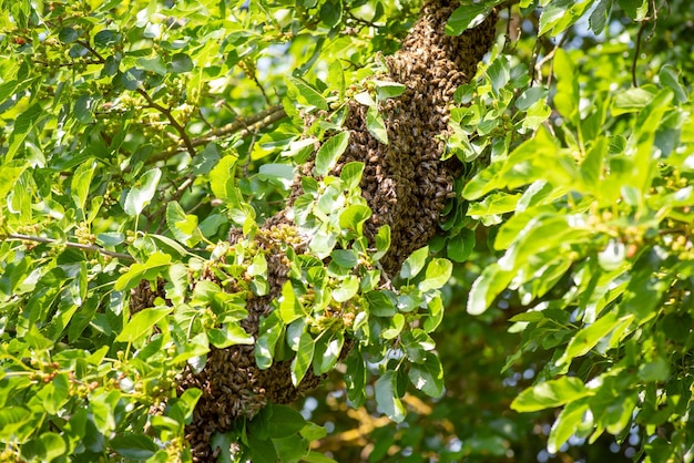 Big swarm of bees on a tree branch