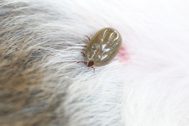 Photo big tick on a dog in clearing.