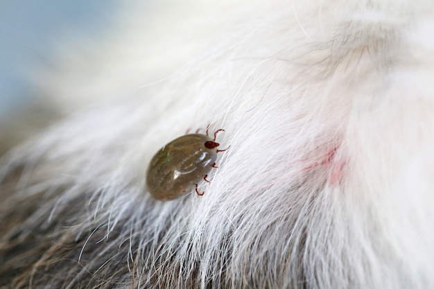 Photo big tick on a dog in clearing.