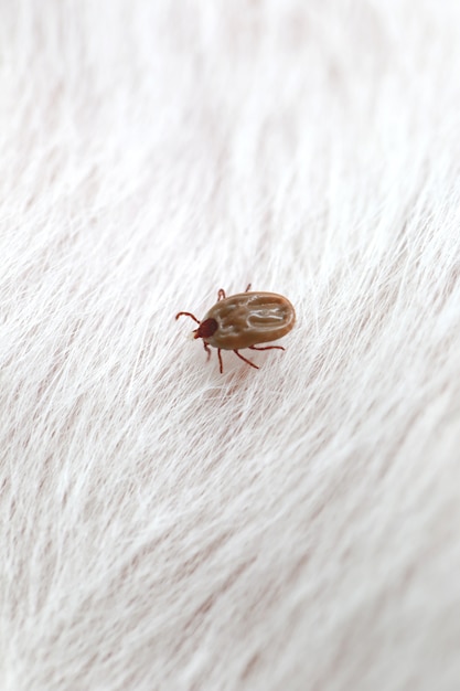 Big Ticks on a dog.