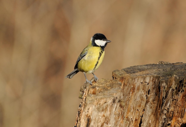 A big tit Parus major sits on an old stump on a Sunny autumn morning Moscow region Russia