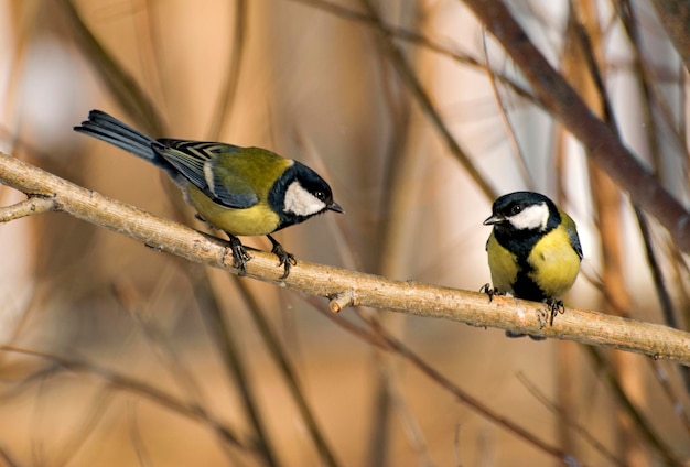 Big tits parus major sorteert dingen op een tak op een zonnige winterdag