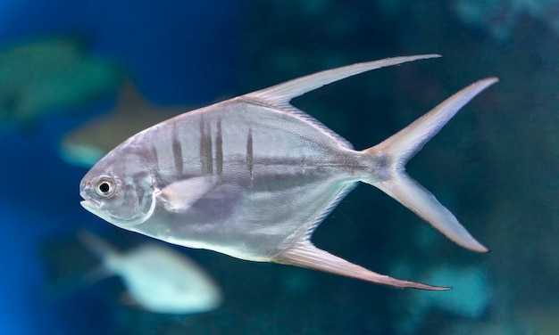 Photo big trachinot beautiful sea fish in the aquarium closeup underwater life