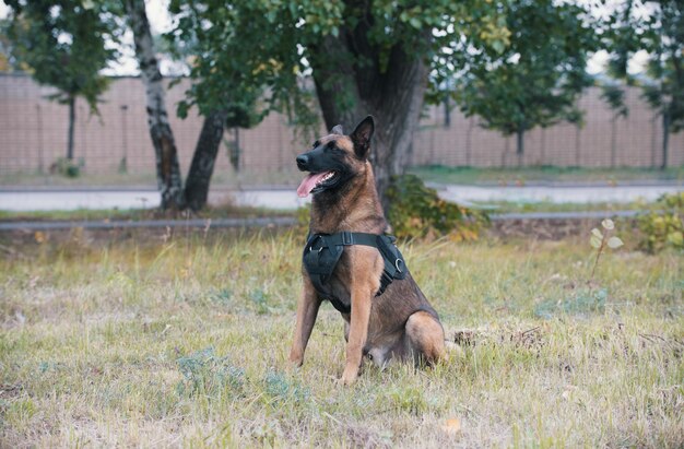 Big trained german shepherd dog sitting on a field