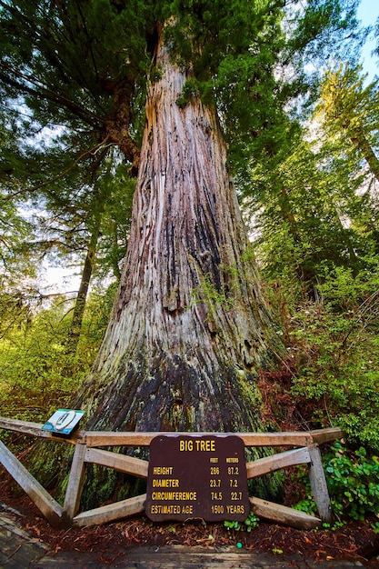 Big Tree in ancient Redwood forest of California record width