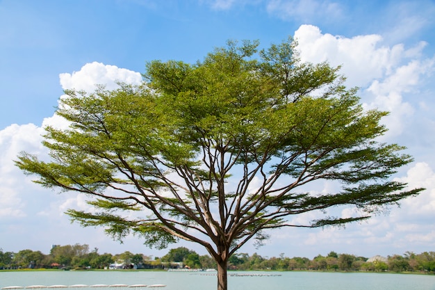 Big tree beside lake with blue sky.