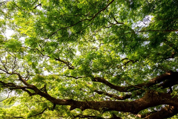 Photo big tree branch and green leaves in nature environmental conservation concept