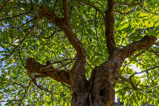 Big tree branches for the background