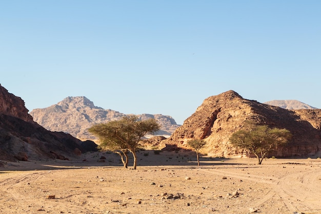 Big tree in the desert and rocky limestone mountains around Sinai desert Sinai peninsula Egypt
