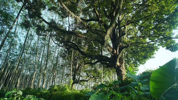 Big Tree in the forest