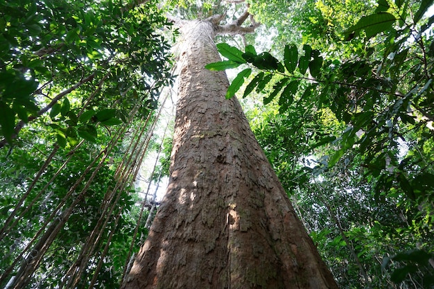 Big tree in the forest