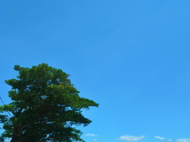 Big tree from side with blue sky background