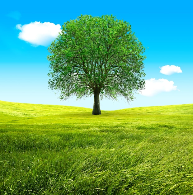 Big tree and green fields