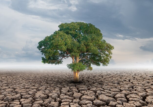 Photo big tree growth on cracked soil in arid areas of landscape