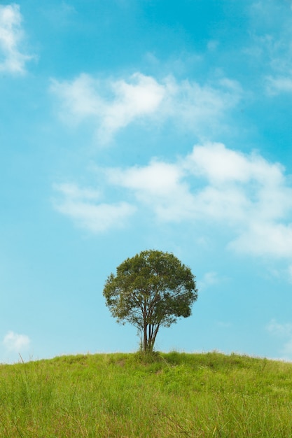 big tree on the hill