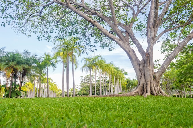 写真 緑の草原で公園の美しい公園のシーンで大きな木