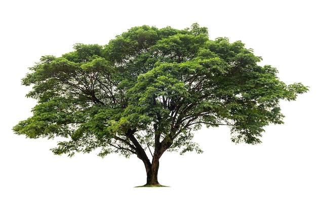 Big tree isolate on white background