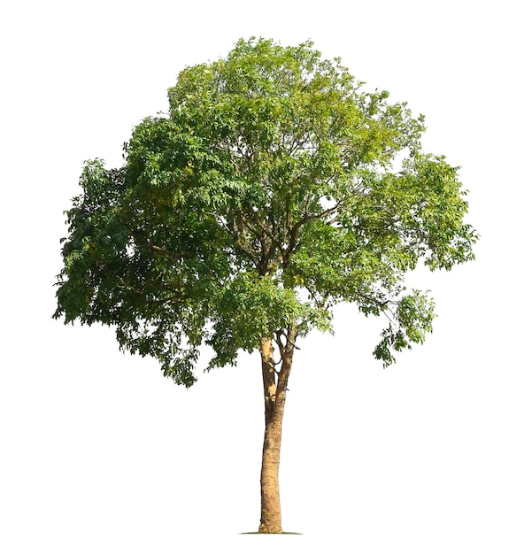 Grande albero isolato su sfondo bianco