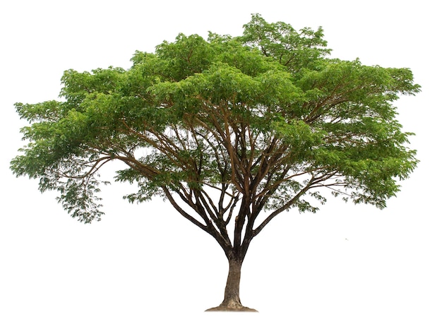 big tree isolated on white background with clipping paths