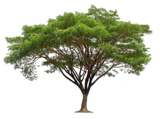 Big tree isolated on white background with clipping paths