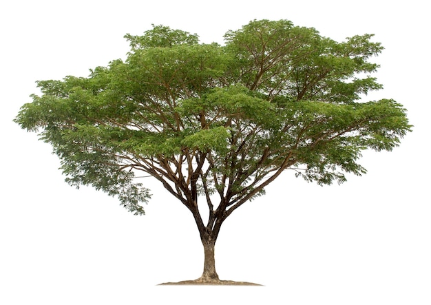 big tree isolated on white background