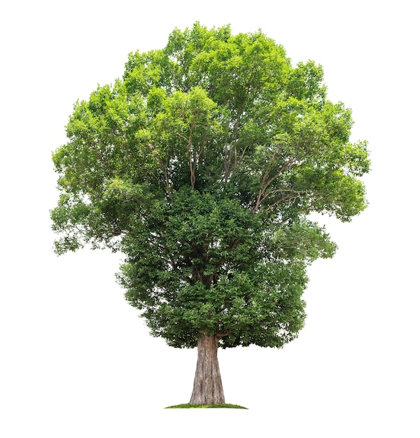 big tree isolated