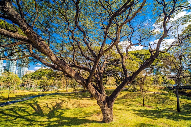 公園の大きな木