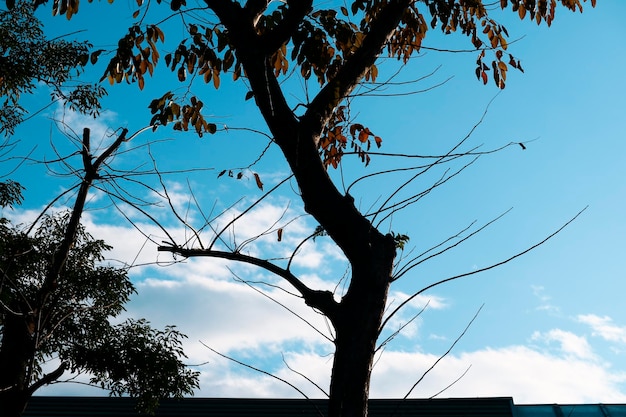 Big Tree Plant Nature Background