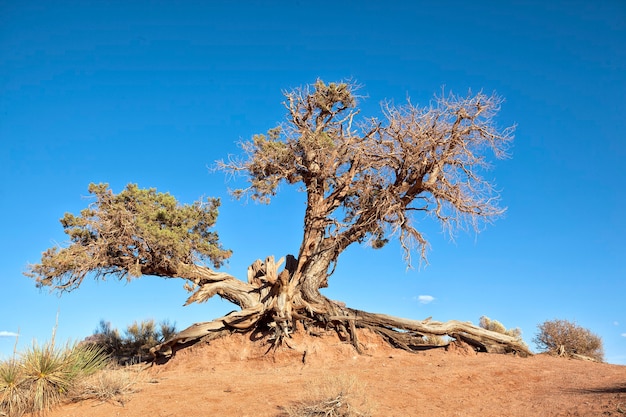 Big tree root in blue sky