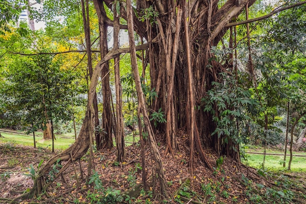 Big tree root in the jungle wild amazing banyan root in deep tropical forest A old tree has roots for natural background