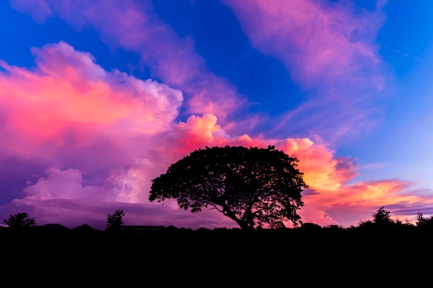 Big tree silhouette in beautiful sunset.