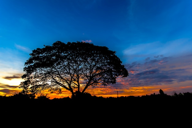 Big tree silhouette in beautiful sunset.