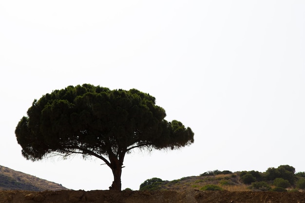 Big tree silhouette over white sky in Greece