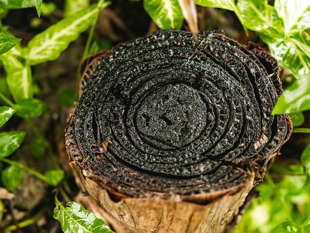 Big tree split trunk circular design from the forest in puerto rico island