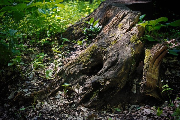 写真 森の中の大きな木の切り株