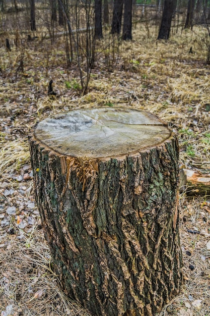 写真 大きな木の切り株