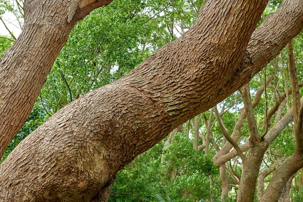 Grande tronco d'albero che cresce in una tranquilla foresta verde che prospera nel suo ambiente naturale dettaglio della trama di un tronco di legno grezzo nella splendida natura circondata da cespugli e piante di foglie lussureggianti e colorate