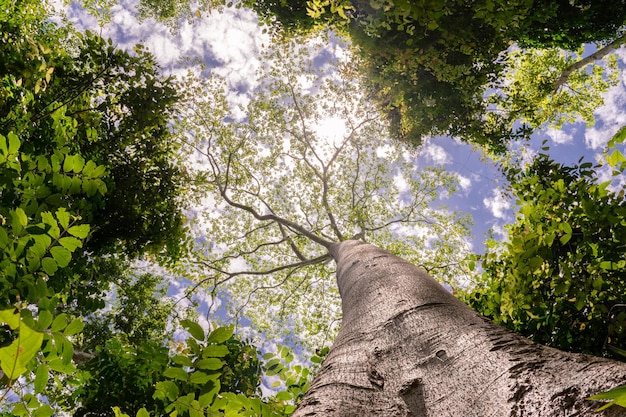 Big tree with clouds and sunlight in the sky, view from the bottom up