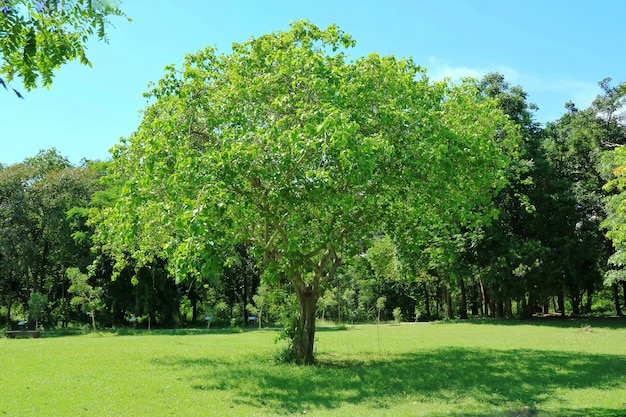 夏の朝の熱帯公園の緑の芝生と大きな木。