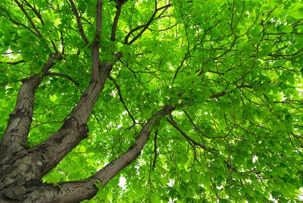 Photo under big tree