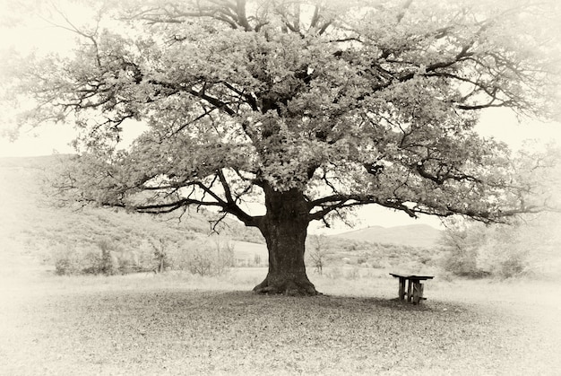 사진 큰 나무
