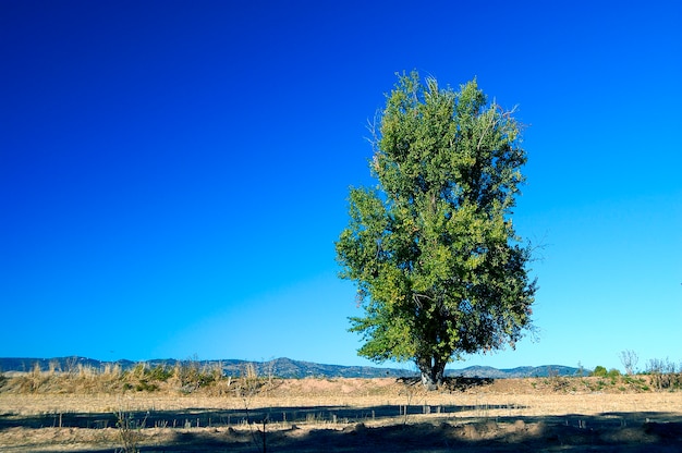 Big tree.