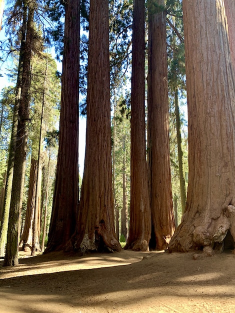 Grandi alberi del parco nazionale della sequoia